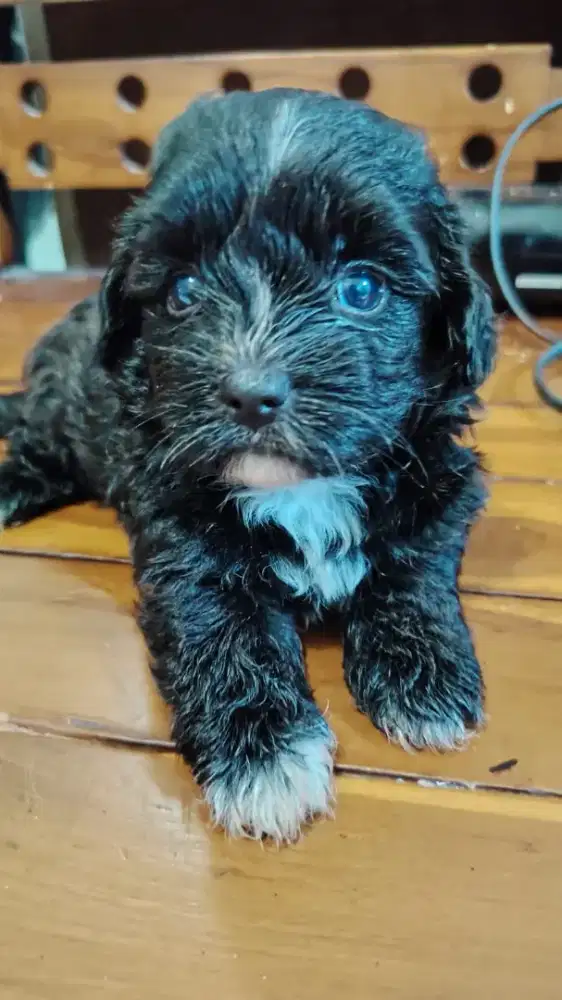 Poodle mix shitsu betina