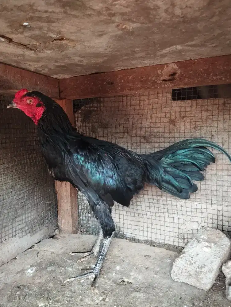 Dijual Ayam Pakhoy Blackbull x BK Pama