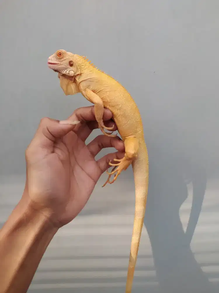 Iguana Red Albino 60cm+