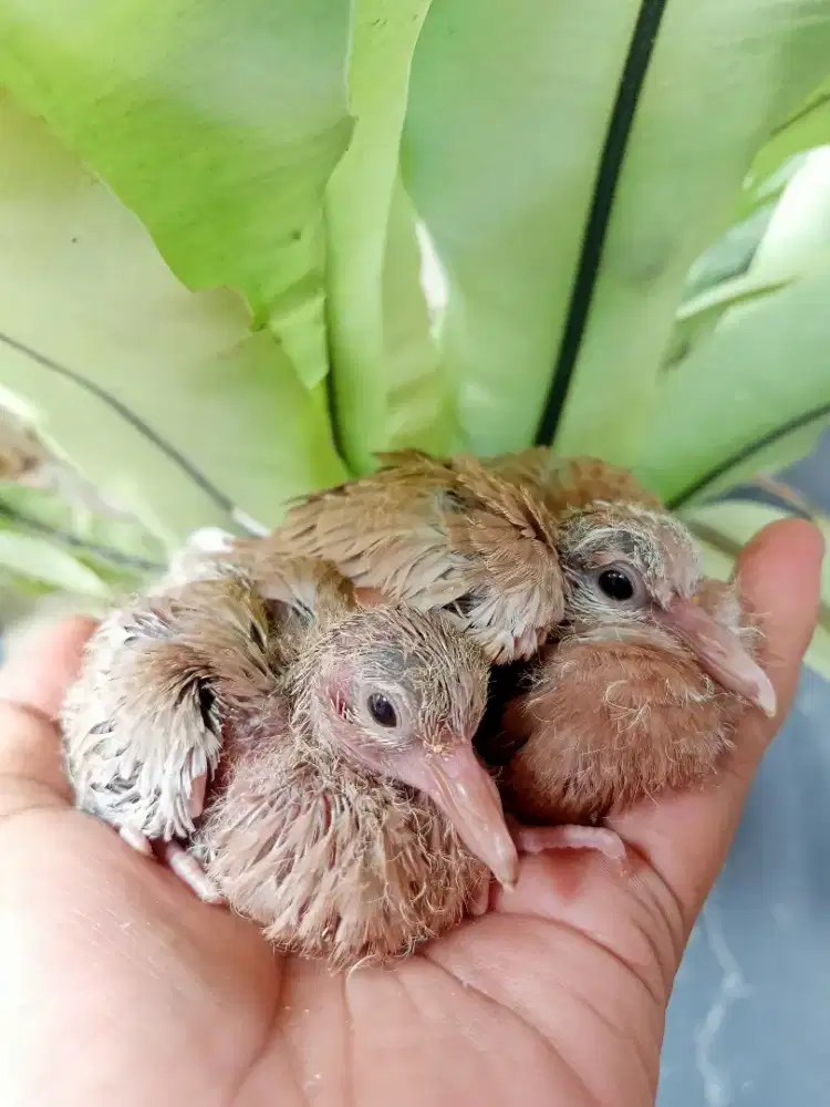 Lolohan Tekukur Blorok MKH vs MKH ( merah kalung hitam )
