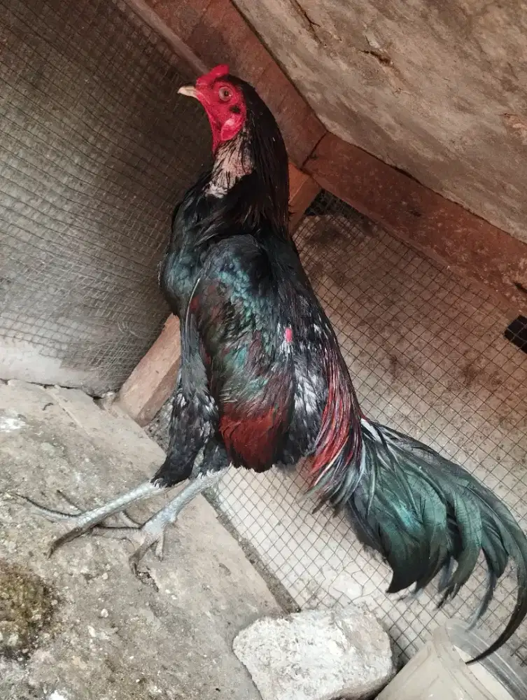 Dijual Ayam Bangkok Pakhoy Pama Ninja
