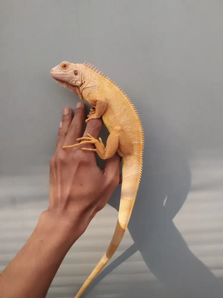 Iguana Red Albino 70cm+