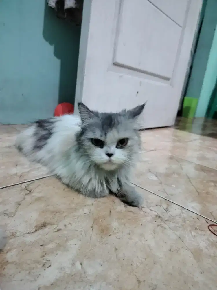 Kucing peknose betina bulu kapas longhair