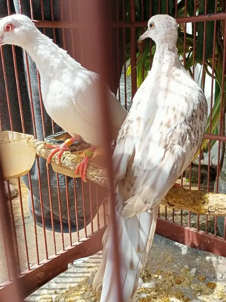 Tekukur Putih Albino mata merah vs leopard Silver