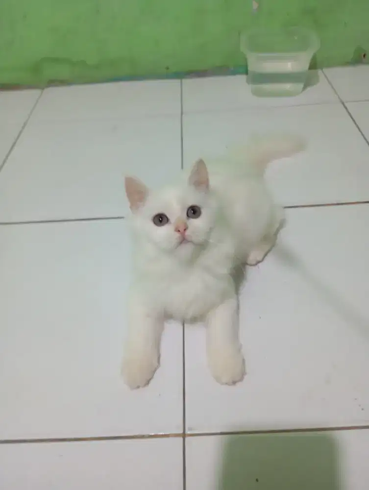 Kucing Persia bulu kapas