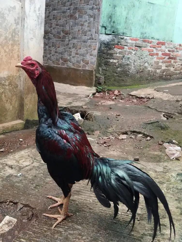 Dijual Ayam Bangkok Pakhoy Istimewa