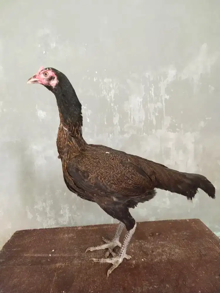 Ayam biang pama