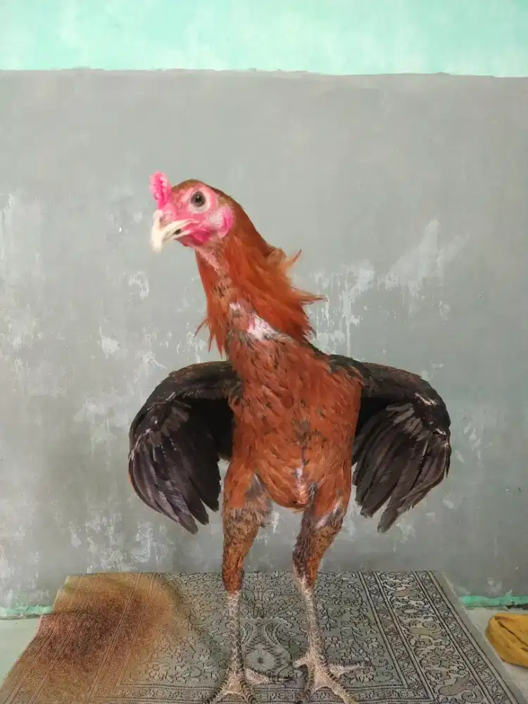 Ayam pama ninja