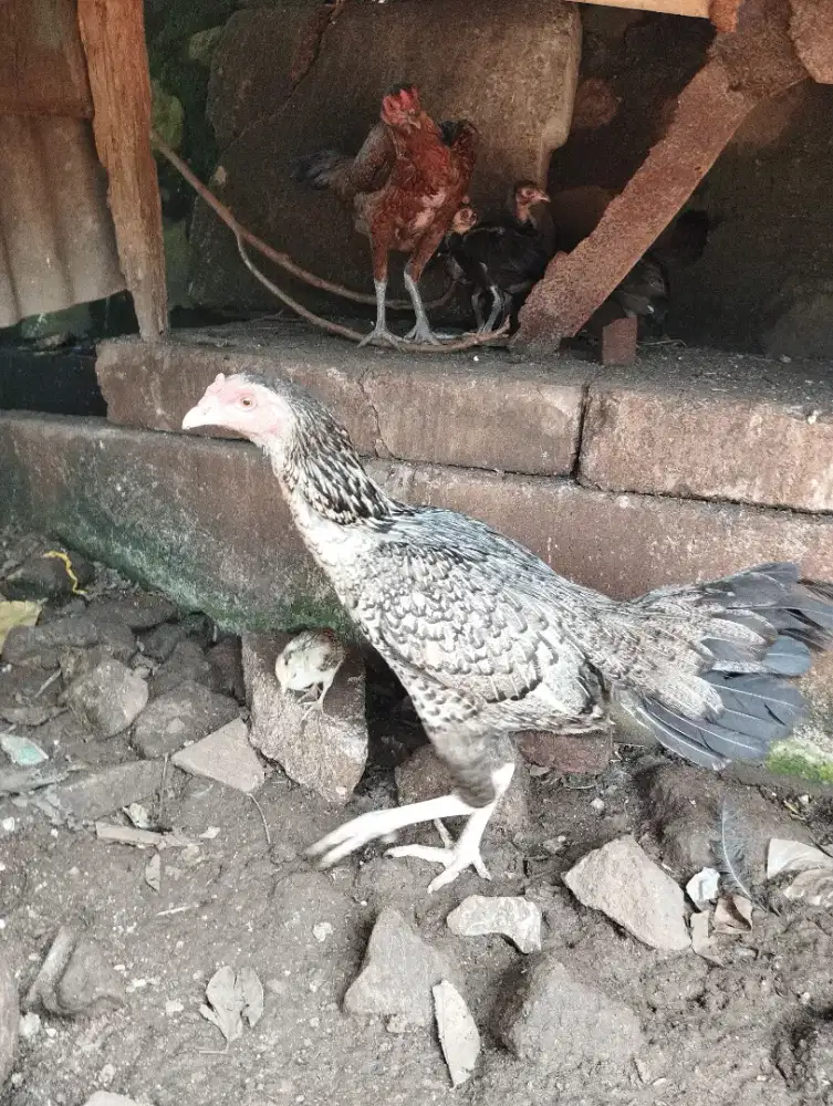 Dijual Biangan Bangkok Jenis Pama BK Mangon