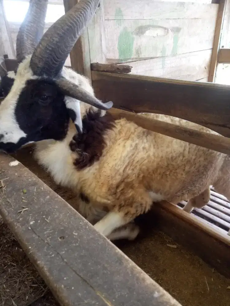 Kambing tanduk empat