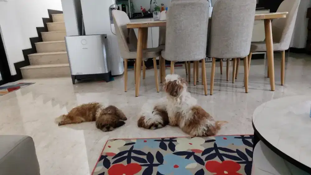 Lowongan kerja asisten groomer