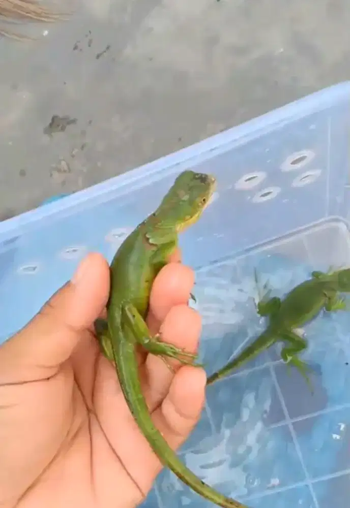 Baby iguana green