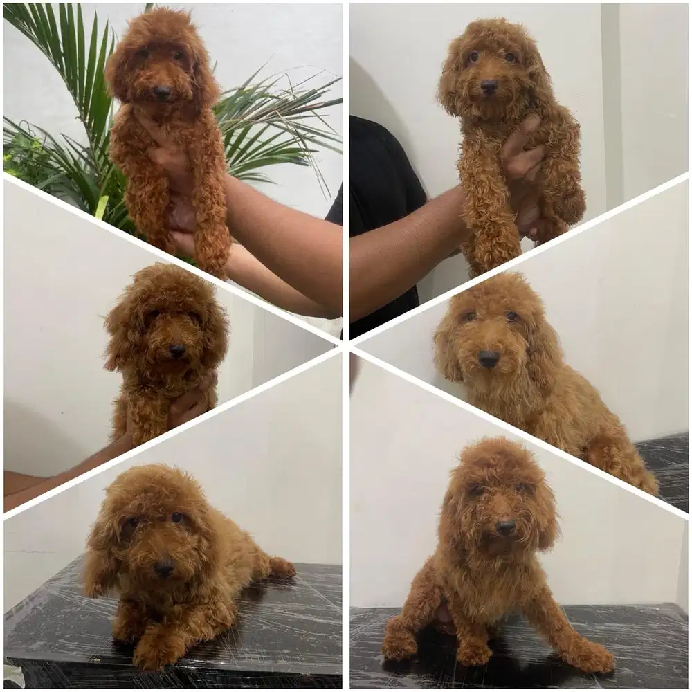 DIJUAL ANJING RED TOY POODLE MURAH