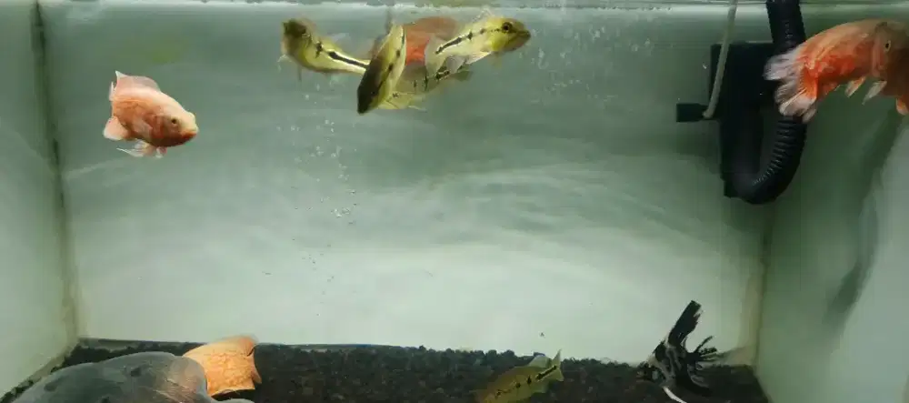 Ikan Oscar nemo dan peabas orinoco