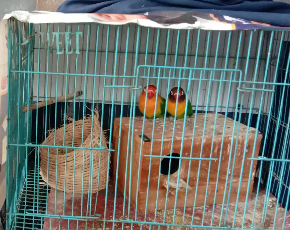 Burung lovebird Sepasang produksi