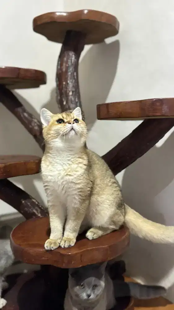 british shorthair jantan kitten golden