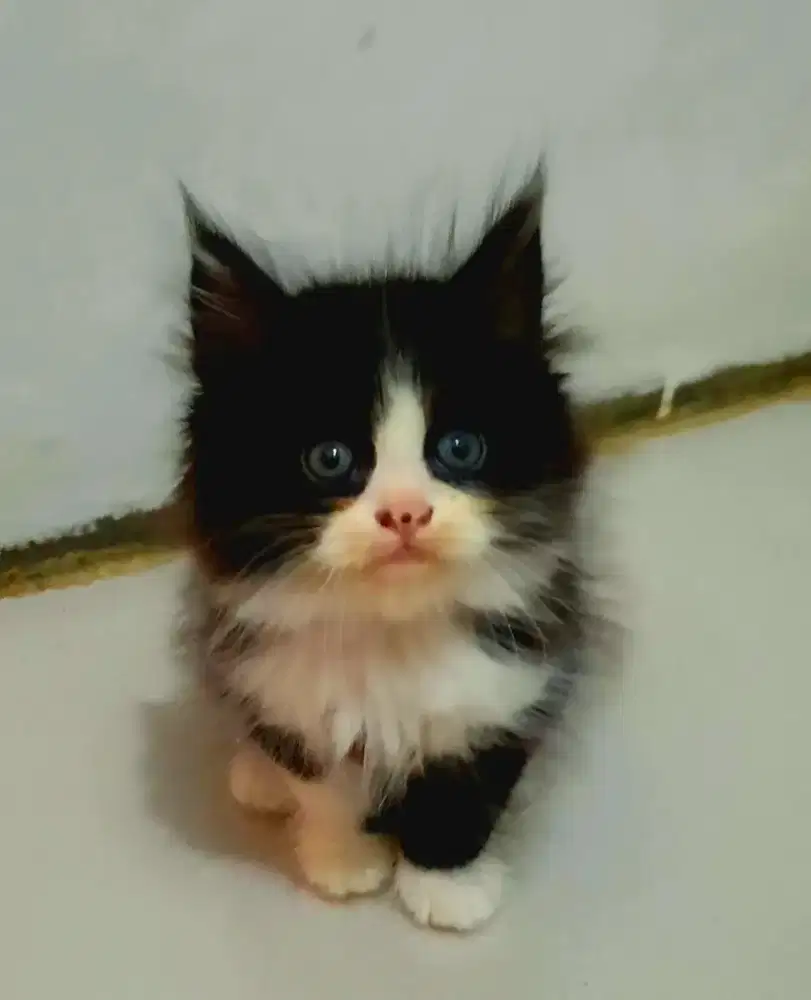 Kucing Persia Kitten gembul