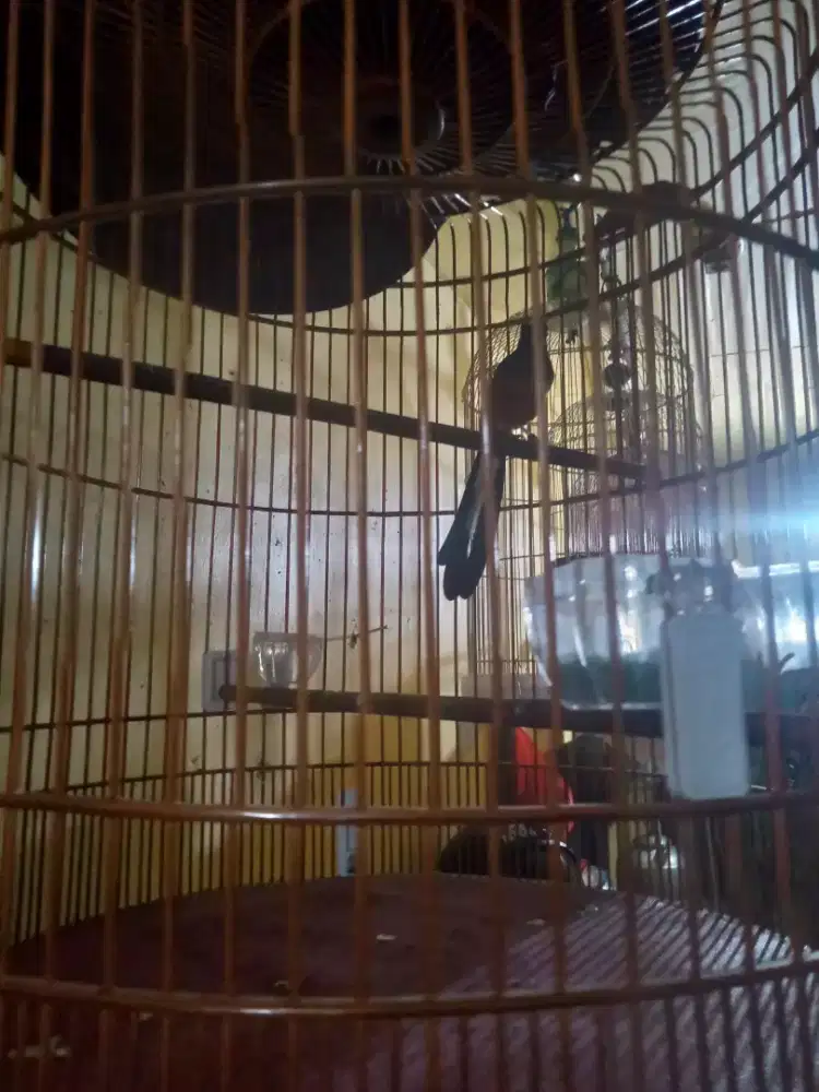 Murai Batu Medan Fullset