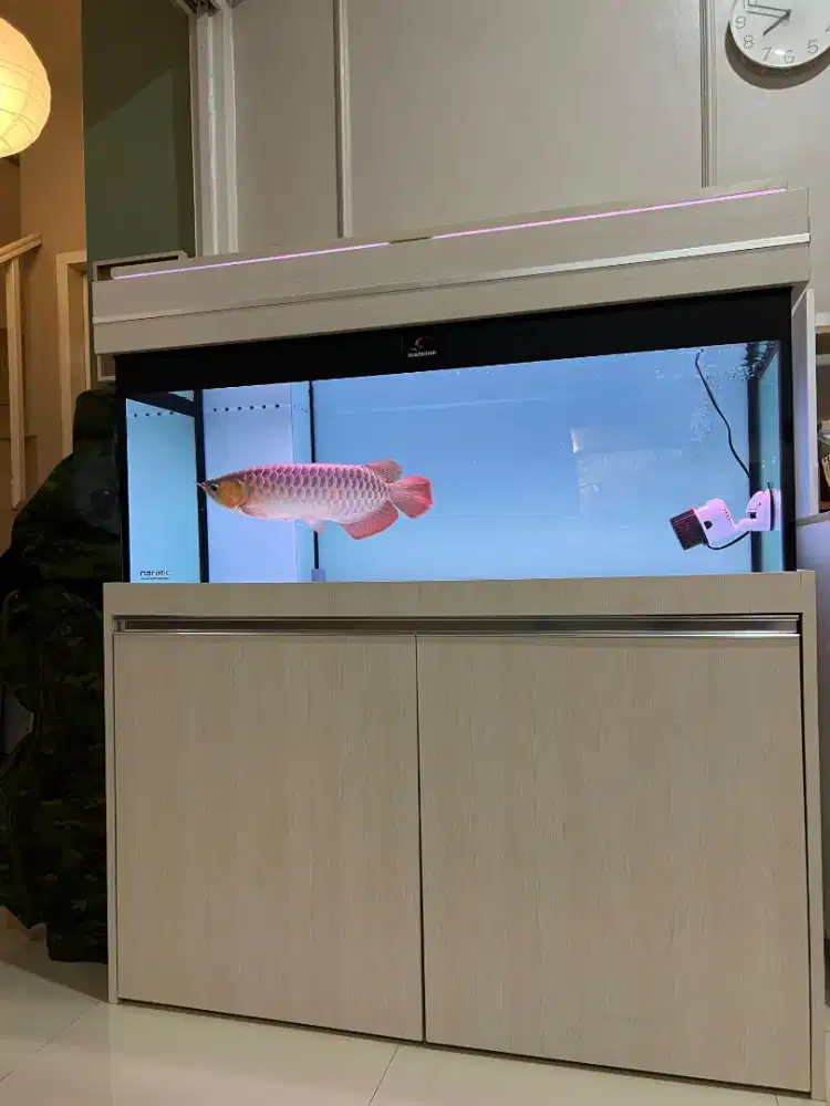 IKAN ARWANA SUPER RED 50 CM SERTIFIKAT FULLSET AQUARIUM DLL