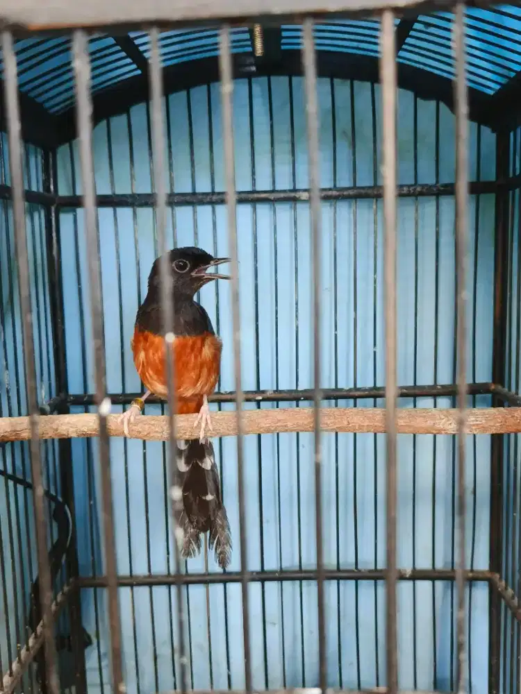 Murai batu betina siapan trah prestasi