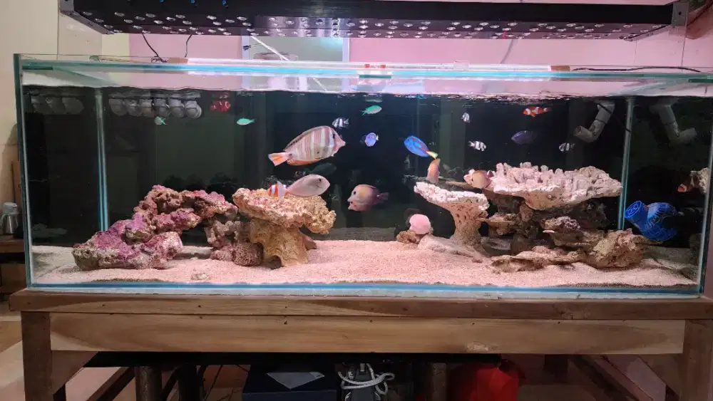 Dijual Aquarium Laut Full Set