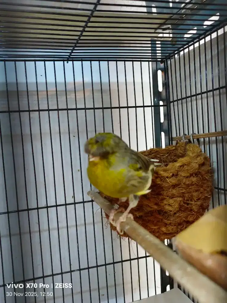 Burung kenari geloster