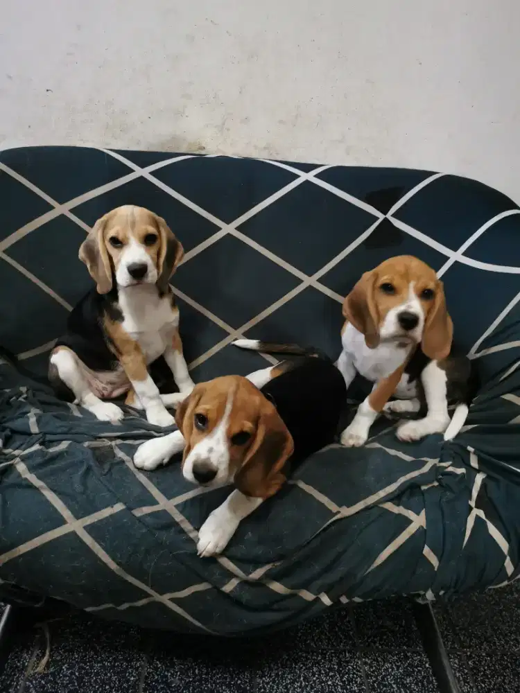 Anakan Anjing Beagle