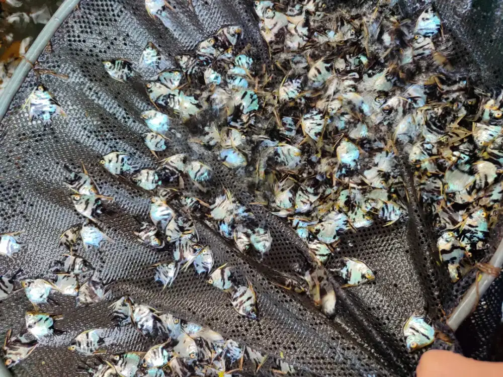 Ikan hias untuk akuarium