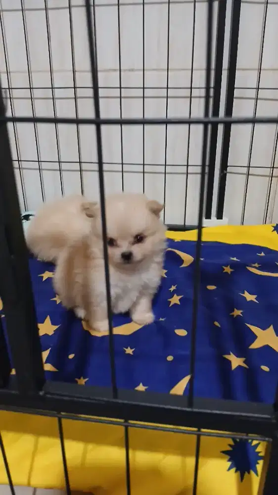 Minipom jantan 2 bulan