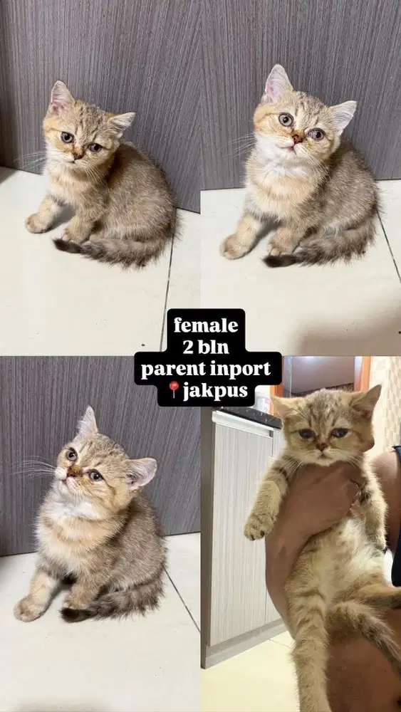 BSH Scottish golden ny25