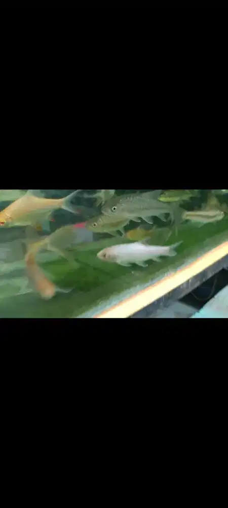 Ikan Masher albino
