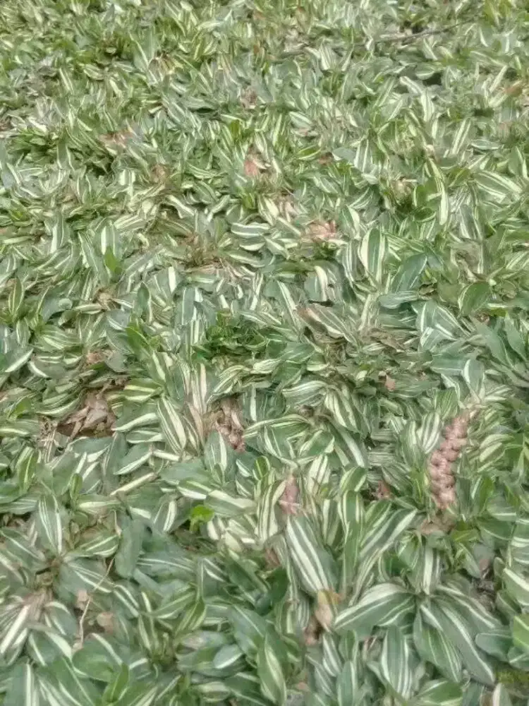 Jual rumput hias varigata