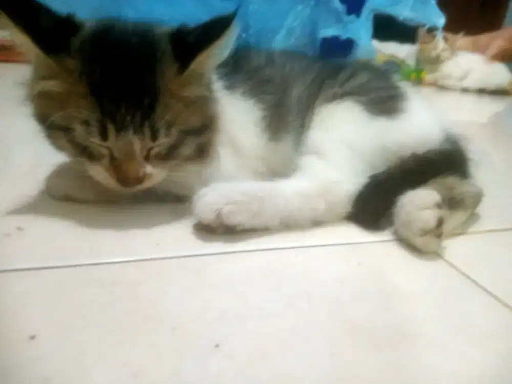 Anak kucing Persia Himalaya Mix jantan