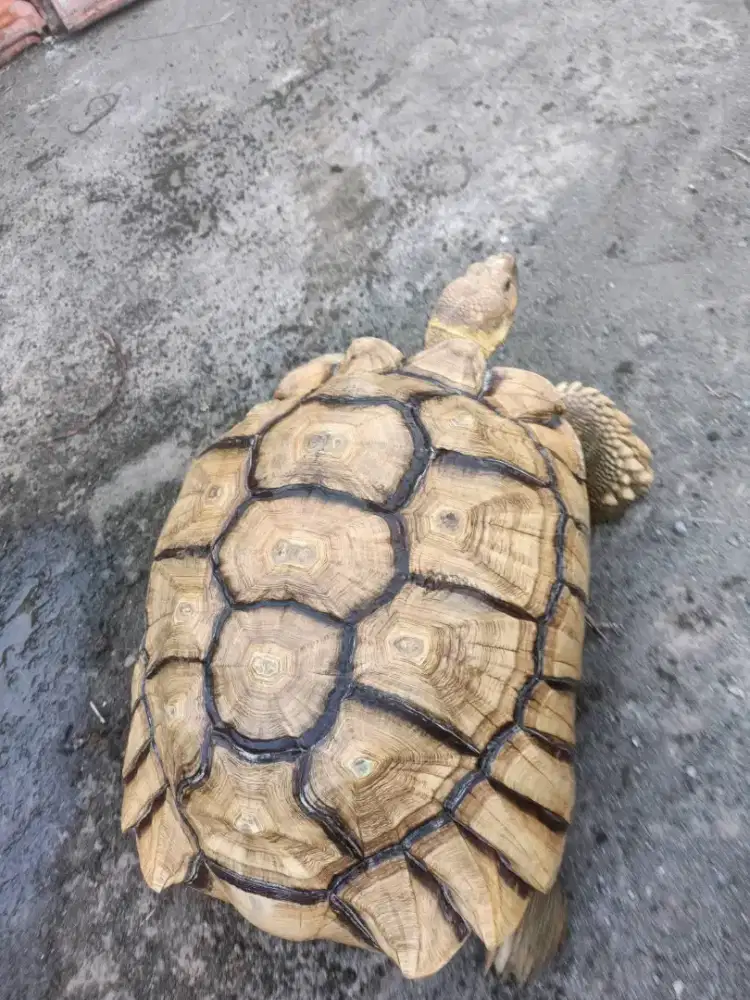 SULCATA Kura2 darat