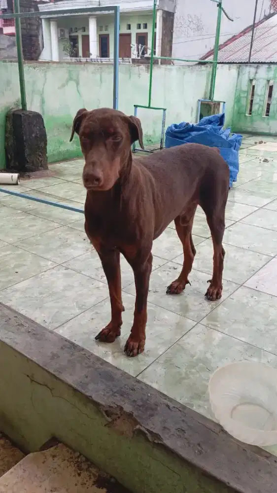 DOBERMANN RED TAN