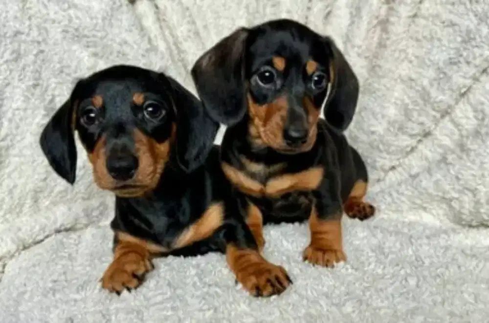 DIJUAL ANJING MINI TEKEL