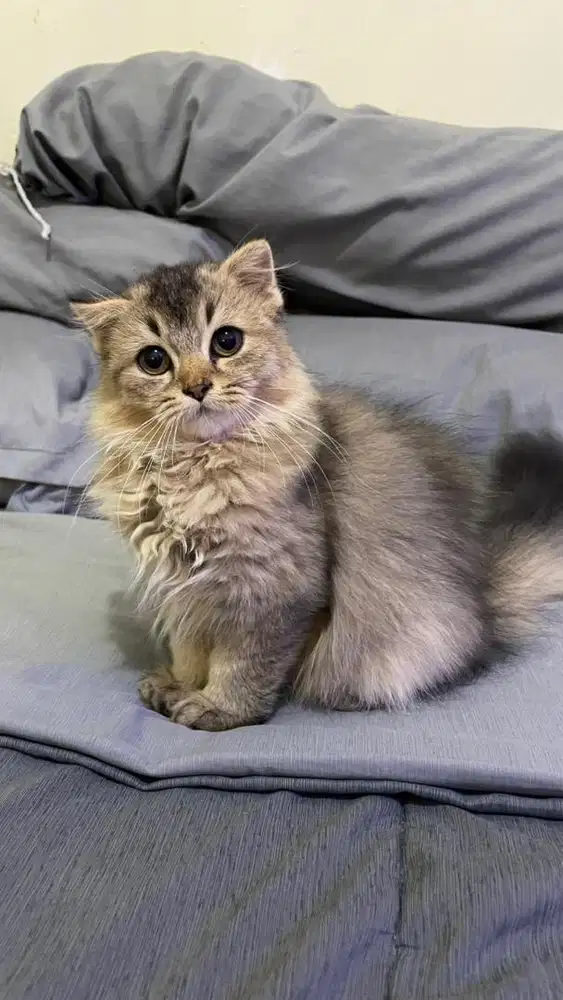 Kucing Scottich Fold Mix Munchkin Betina