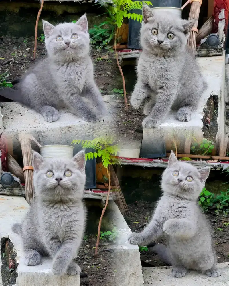 BSH munchkin NS kitten