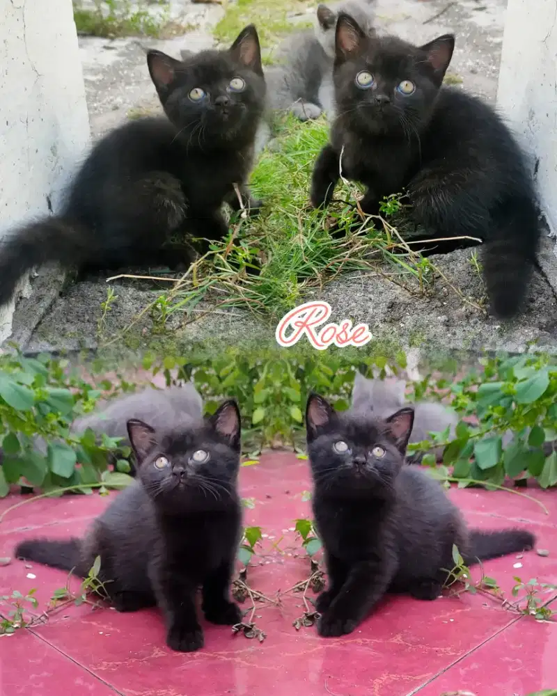 BSH munchkin NS Black