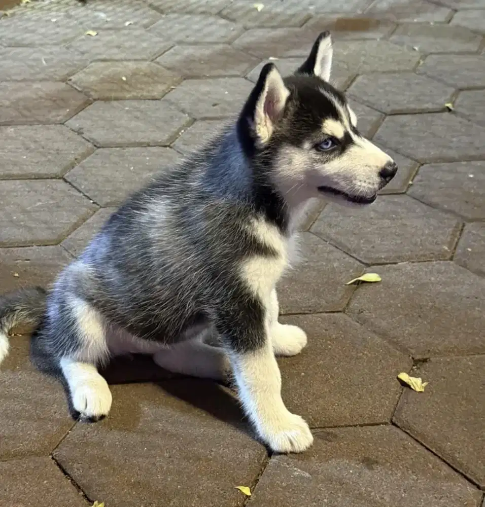Open Adopt Husky

Female 
Usia 4 bulan
Non stambum