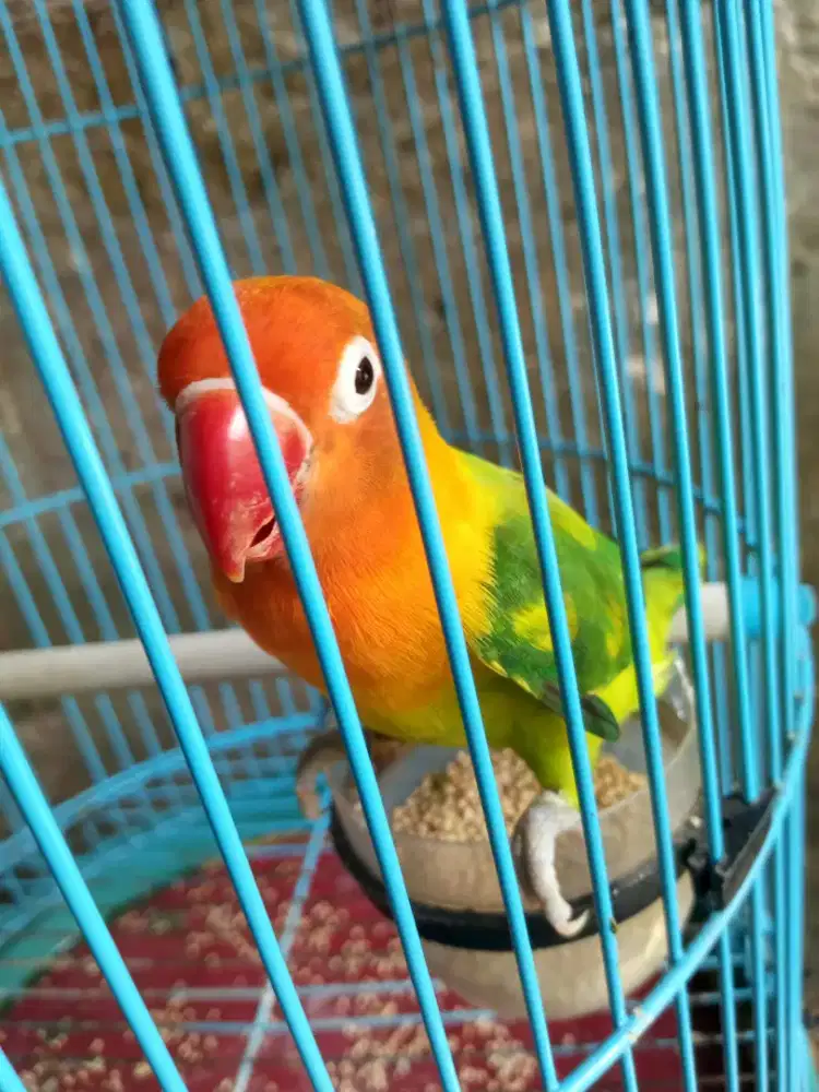 Biola green atau GS Betina dewasa