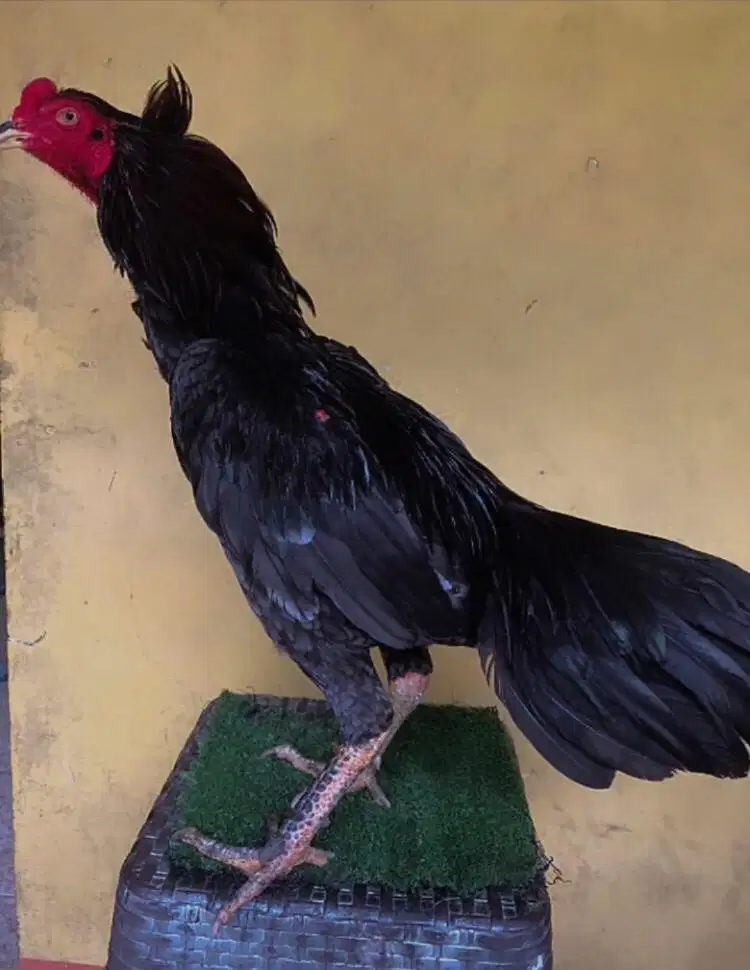 ayam bangkok ukuran 4,5