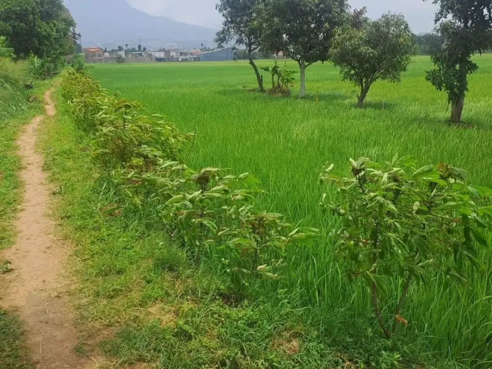 DIJUAL TANAH SAWAH CILEUNYI (1.388m2)