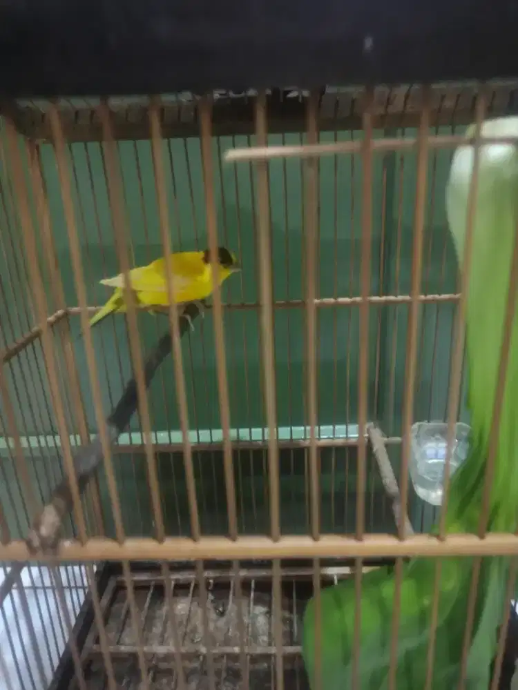 Burung kenari jantan loper big