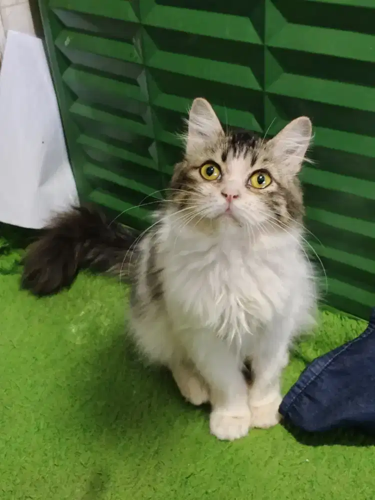 Kucing prseia mix flatnose betina