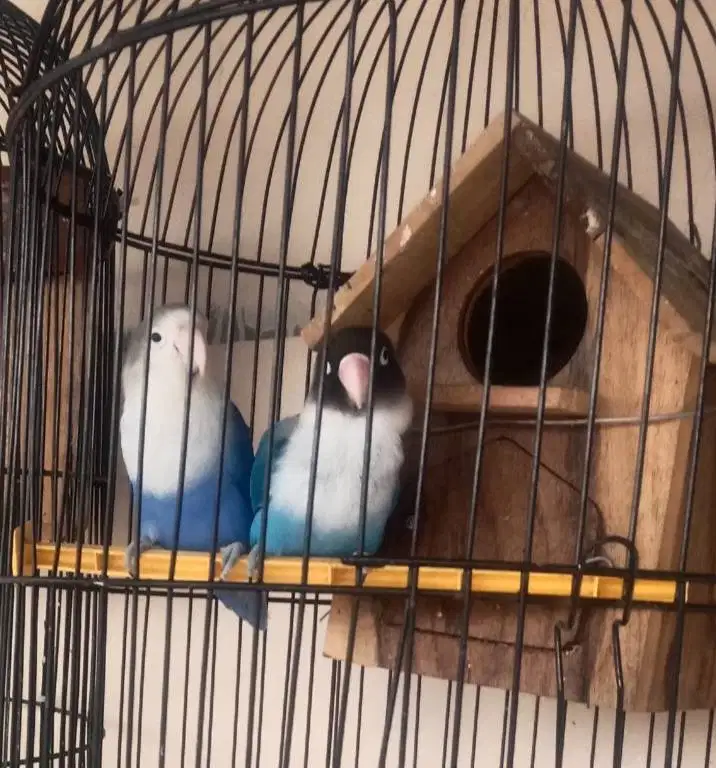 Lovebird Sepasang