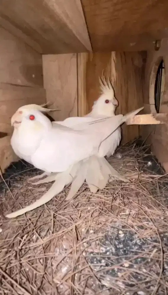 Falk albino mm sepasang produksian