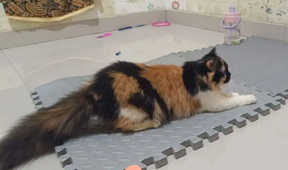 Persia Longhair Betina dan Jantan