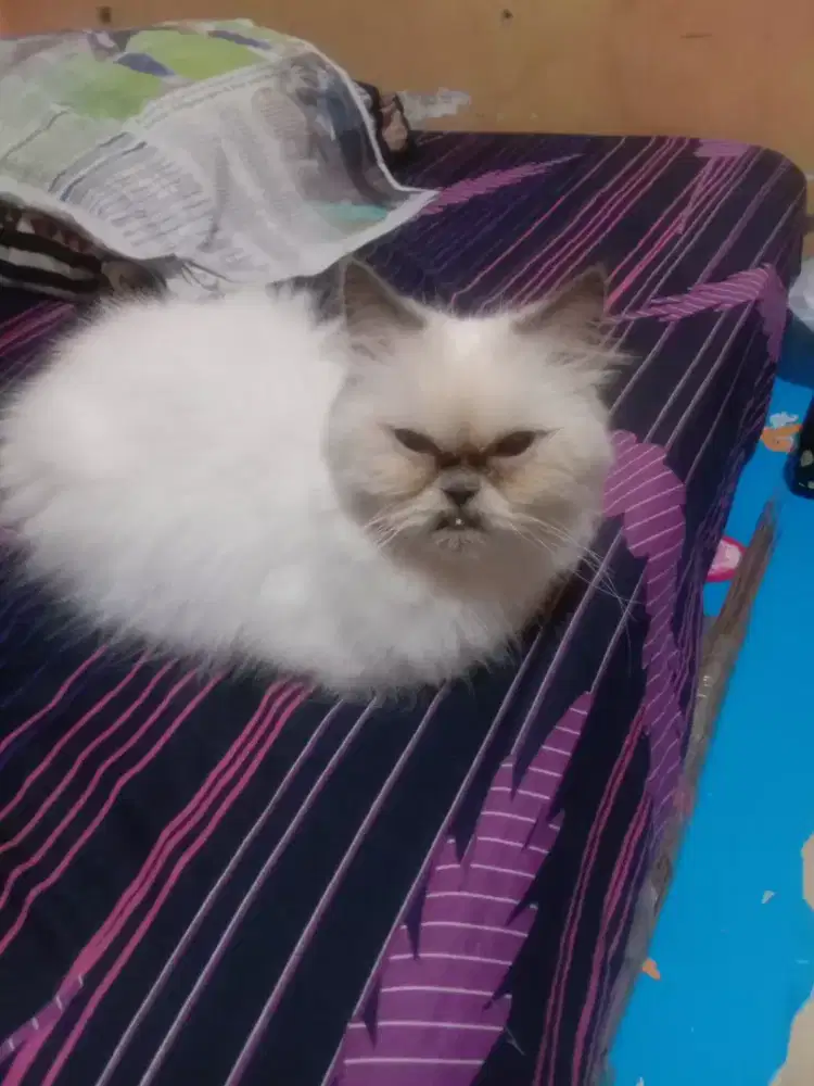 Lepas adopt betina umur 3 bulan