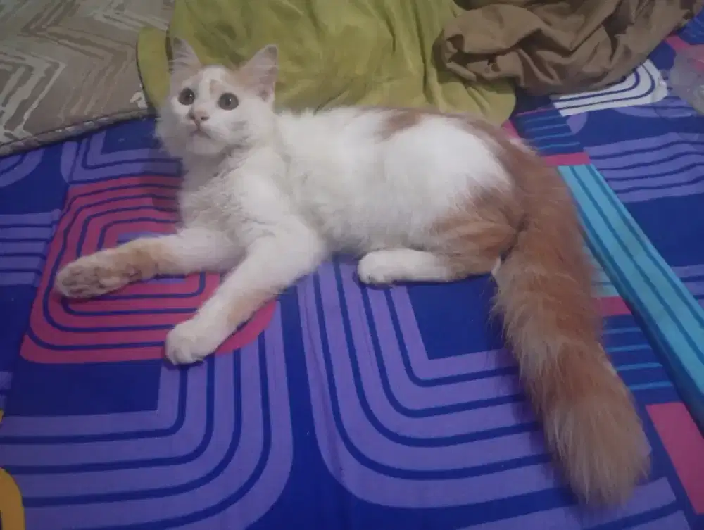 Kitten jantan anggora 4 bulan